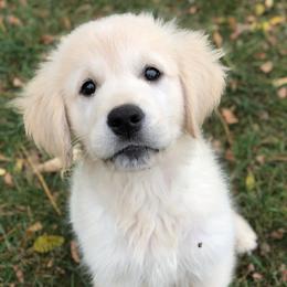 Golden Retrievers from Red Hive Golden Retrievers