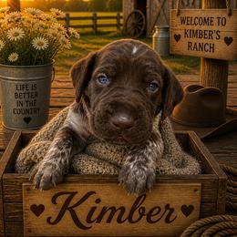 German Shorthaired Pointer Puppies from Lisa’s GSP’s