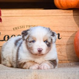 Harlem - Miniature Australian Shepherd puppy from 4 Seasons Aussies