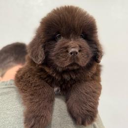 Brown girl - Brown female Newfoundland puppy in Nevis, Minnesota from Faithful Acres Newfs