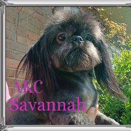 Savannah - Shih Tzu