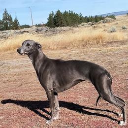 PIPER - Whippet