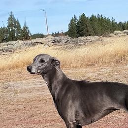 PIPER - Whippet