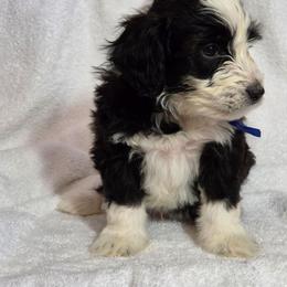 Tamale - Black and white male Aussiedoodle puppy in Lithia, Florida from Waterford Doodle Farm