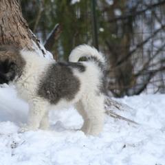 Anatolian Shepherd Dog Puppies from Lambkin Lane Farm