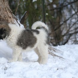 Anatolian Shepherd Dog Puppies from Lambkin Lane Farm