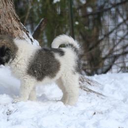Anatolian Shepherd Dog Puppies from Lambkin Lane Farm