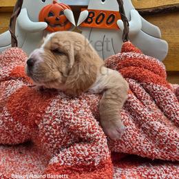 Queen - Mahogany and white female Basset Hound puppy in Big Rapids, Michigan from Basket Hound Bassets