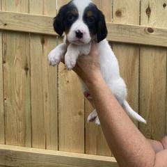English Setter Puppies from Monkota Setters