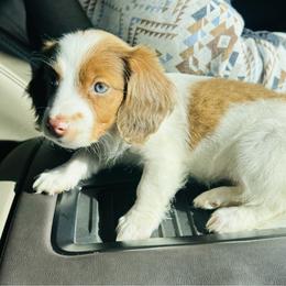 Girl 1 - Piebald female Dachshund puppy in Oklahoma from DRB Dachshunds