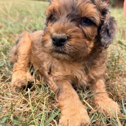 Harvest with training - Sable and white male Cockapoo puppy in Boonville, North Carolina from Doods & Dolls
