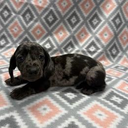 BOY 1 - Dapple male Dachshund puppy in Hoover, Alabama from Tide Town Doxies