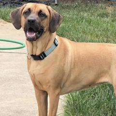 Black Mouth Curs from Cloud Ridge