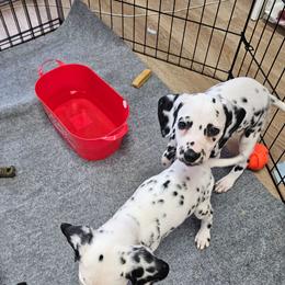 Flower - White and black female Dalmatian puppy in Adkins, Texas from Rock'N'Spark Dalmatians