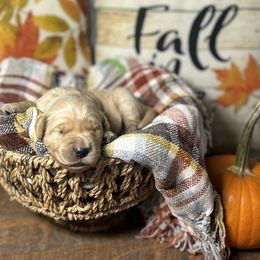 Green collar - Golden male Golden Retriever puppy in Monroe, Tennessee from Golden Girls Furever Friends