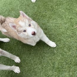 Siberian Husky Puppies from Young Orchard Siberians