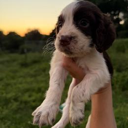 Gemma - Liver and white female English Springer Spaniel puppy in Coxs Creek, Kentucky from Bluegrass Bend English Springer Spaniels