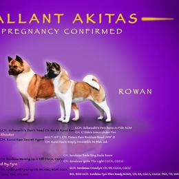 Akita puppies from Gallant Akitas