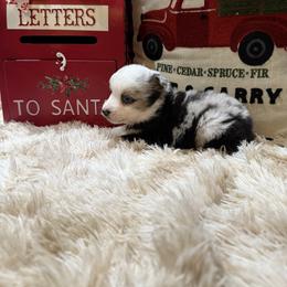 Jake-blue eyed - Blue merle male Miniature Australian Shepherd puppy in Signal Mountain, Tennessee from D & D Miniature and Toy Australian Sheppards
