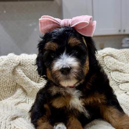 Bon Bon The Tri-Color Ultra Mini Bernedoodle - Tri-color female Bernedoodle puppy in Herriman, Utah from Rose Canyon Doodles