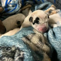 BM4 - Blue speckled male Australian Cattle Dog puppy in Saint Albans, Maine from Australian Cattle Cuties and littles