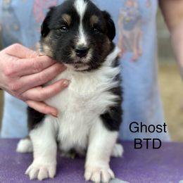 Ghost - Black tri-color male Australian Shepherd puppy in Augusta, Georgia from Incendia Aussies & Dobies