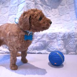 Light Blue - Red  male Poodle puppy in Vass, North Carolina from Dakliff Standard Poodles