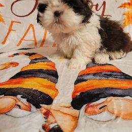Grumpy - Liver and white male Shih Tzu puppy in Parma, Ohio from D's DeVine Shih-Tzu