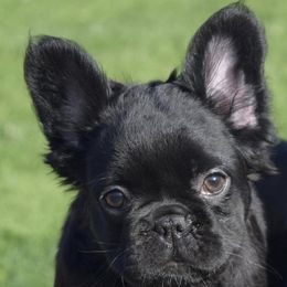 French Bulldogs from Hooties Cuties