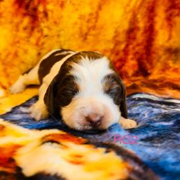 RG2 - Tri-Roan female English Springer Spaniel puppy in Britton, South Dakota from K&S Canines