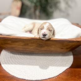 Light - Apricot male Goldendoodle puppy in Sulphur, Louisiana from Curly Q’s Of Carlyss