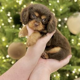 AUGUSTUS MAYWHO - Chocolate male Cavalier King Charles Spaniel puppy in Jackson, Ohio from The Cavaliers at EAP Acres