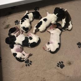 Female 3 - Piebald female Dachshund puppy in Gordon, Georgia from Long Dogs Yellow Farm