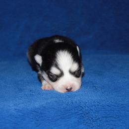 Garnet - Black and white male Pomsky puppy in Clarkston, Utah from Red Rock Ranch Breeders