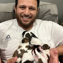 Shih Tzu Puppies from Hernandez Family Shih Tzus