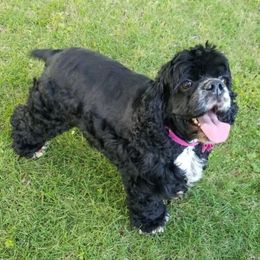 Dakota - Cocker Spaniel