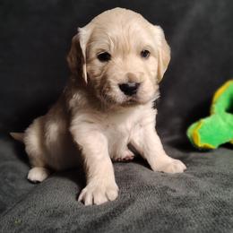 Amelia - Light golden female Golden Retriever puppy in Seymour, Missouri from High Road Golden Retrievers