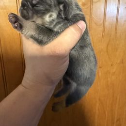 French Bulldog Puppies from Love of Frenchies