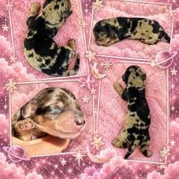 Nova - Dapple female Dachshund puppy in High Hill, Missouri from High Hill Hounds
