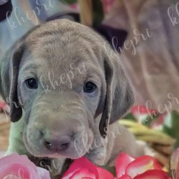Boy 1 - Silver gray Weimaraner puppy in Jupiter, Florida from Khepri Weimaraners