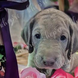 Boy 1 - Silver gray Weimaraner puppy in Jupiter, Florida from Khepri Weimaraners