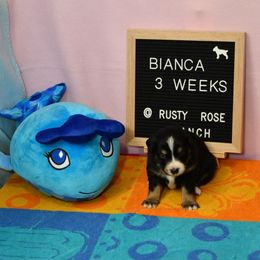 Miniature American Shepherd and Miniature Australian Shepherd Puppies from Rusty Rose Mini Aussies and Mini American Shepherds