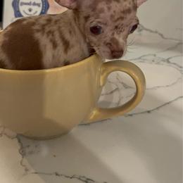 Micro Mr teacup charting 2-3lb 6900 - Merle male Chihuahua puppy in Las Vegas, Nevada from Quality Poms Chihuahua Yorkies of Las vegas