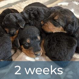 Boy 1 - Black and tan male Airedale Terrier puppy in Marshallville, Ohio from Anne's Pups