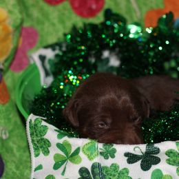Labrador Retriever Puppies from Paradise Farm Gun Dogs