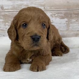Max - Red  male Goldendoodle puppy in Millersburg, Ohio from Ohio Puppy Paws