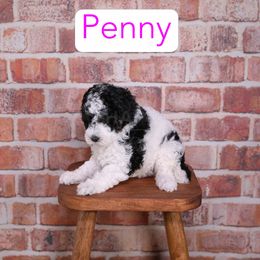 Penny - Tri-color female Bernedoodle puppy in Calhoun, Georgia from Happy Top Doodles