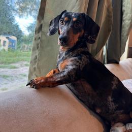 Petunia - Dachshund