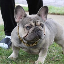 Chanel - French Bulldog