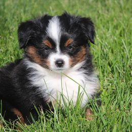 Raphael - Blue merle Miniature American Shepherd puppy in Hillsdale, Michigan from Faithwalk Aussies and Mini American Shepherds